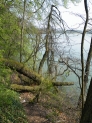 Am Altrhein in Whylen