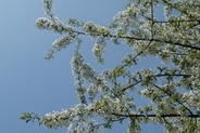 Kirschblüte in Wyhlen
