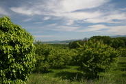 Üppige Natur