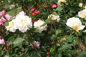 Roses in Landhaus Ettenbuehl (45 minutes away)